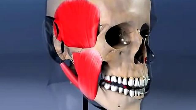 Оптимальная окклюзия - залог успешного лечения