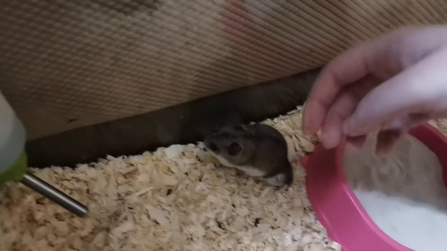 КИТАЙСКИЙ ХОМЯК КУПАЕТСЯ И КУШАЕТ ВКУСНЯШКИ :) смотреть онлайн