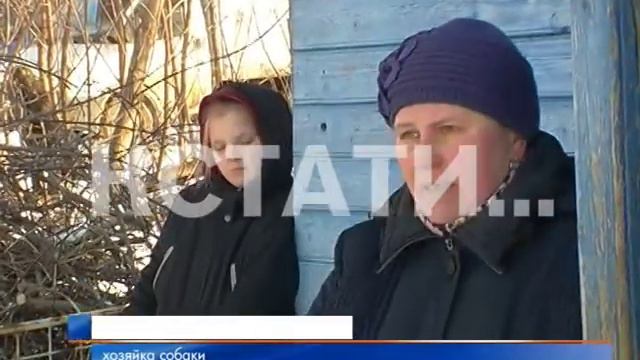 Зоозащитники пытаются спасти истощенных собак из рабства смотреть онлайн