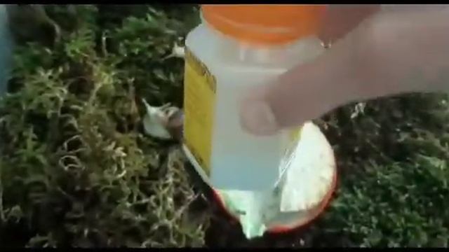 Чем кормить улиток ахатин смотреть онлайн