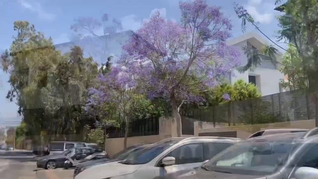41. Цветет жакаранда. Герцлия , май 2023 смотреть онлайн