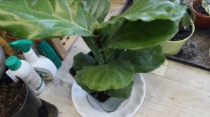 Фикус Лирата-мой любимчик!?Выращивание, уход, нюансы размножения. Не повторяйте мою ошибку!