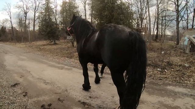 ПЕРШЕРОН ГЕРМЕС?/ЖЕРЕБЕЦЬ НА ПАРОВКУ? смотреть онлайн