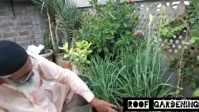 Tuberose k poday @roofgardening.7679 ٹیوب روز کے پودے #rajnigandha رجنی گندہ #making #composed#plan смотреть онлайн