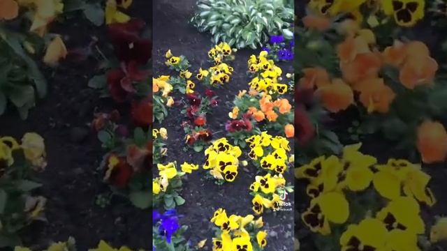 Красота на клумбе смотреть онлайн