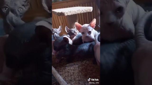КОТЯТА ПОРОДЫ ЭЛЬФ,ДФЭЛЬФ,БАМБИНО,СФИНКС смотреть онлайн