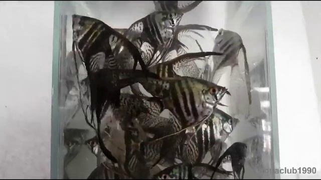 Скалярия пиной вуалевая смотреть онлайн