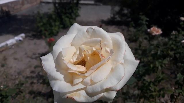 РОЗЫ В СЕНТЯБРЕ #кыргызстан #розы смотреть онлайн