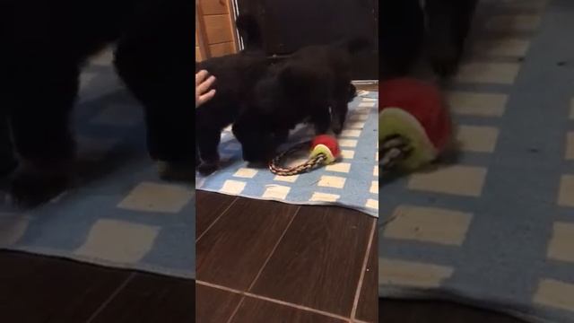 Щенки монгольского банхара на продажу от пары  с Монголии. Линии Томоо и Арвая. +79193007280