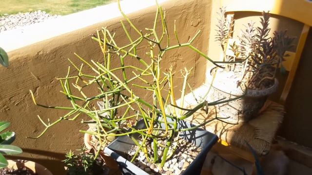 Sticks On Fire Care (Euphorbia Tirucalli, Pencil Cactus)