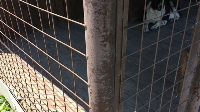 ВОЛЬЕР ДЛЯ СОБАКИ АЛАБАЯ своими руками: из чего сделан ( видео-обзор с комментариями). смотреть онлайн