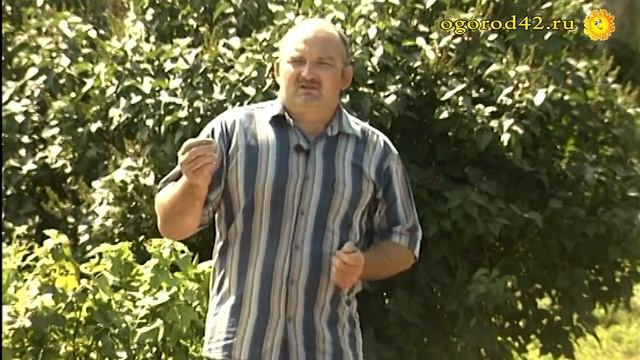 Крайне опасно!!! О картофельной моли смотреть онлайн