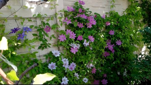 ? Клематис - вдохновение Клематис - магнит сил от Nina Petrusha Channel Clematis TV