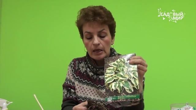 Ранняя покупка растений. Хоста из упаковки. Сайт "Садовый мир" смотреть онлайн