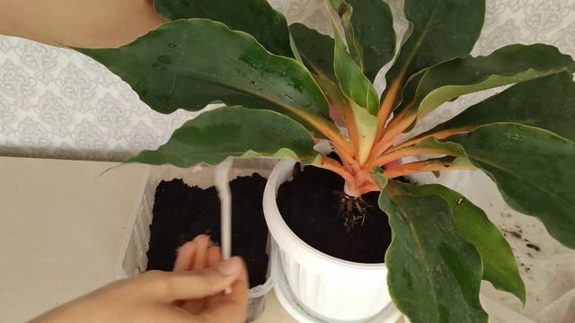 Хлорофитум Оранж (Грин Оранж). Особенности ухода, пересадка. Хлорофитум Оранжевый, Крылатый