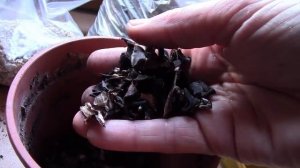 Монстера.  Укоренение черенка монстеры.