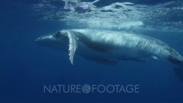 Humback Whales (Megaptera novaeangliae) смотреть онлайн