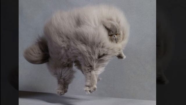 КОТИКИ ПУШИСТЫЕ И НЯШНЫЕ. МИЛОТА И ХОРОШЕЕ НАСТРОЕНИЕ смотреть онлайн