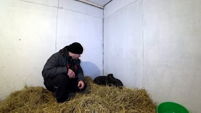 Вьетнамские вислобрюхие поросята//Vietnamese lop-bellied piglets смотреть онлайн