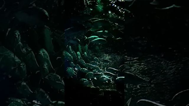 Красивый танец рыбы смотреть онлайн