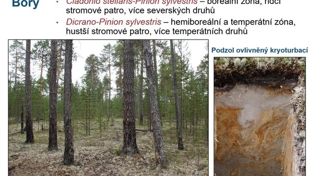 Vegetace a biotopy Evropy 13 - Boreální oblast смотреть онлайн