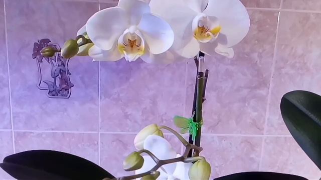 11) Орхидеи моя любовь!!! Поздравляю всех с наступающим Новым 2018 годом и Рождеством!!! смотреть онлайн