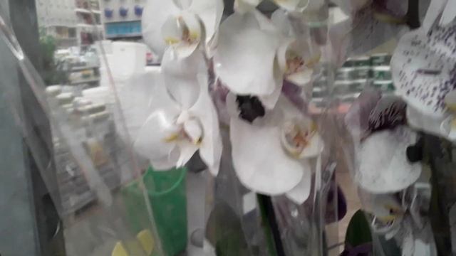 ОРХИДЕИ Леруа Мерлен Санкт -Петербург 05 сентября 2022 смотреть онлайн