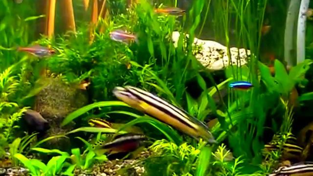 #Aquarium. Попугайчики - Pelvicachromis pulcher - с потомством. смотреть онлайн