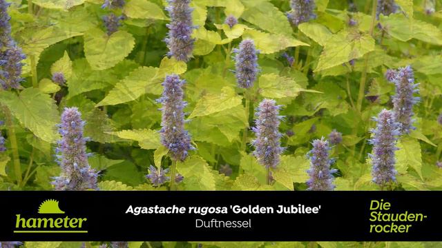 Agastache rugosa 'Golden Jubilee' - Duftnessel смотреть онлайн