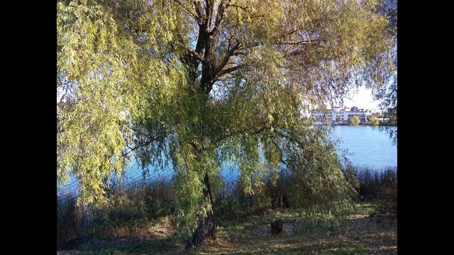 Сказка про мысли. смотреть онлайн