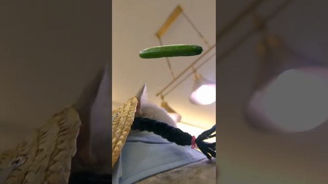 Крутой кот. смотреть онлайн