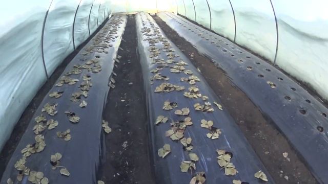 КЛУБНИКУ в балагане СЪЕЛИ МЫШИ смотреть онлайн