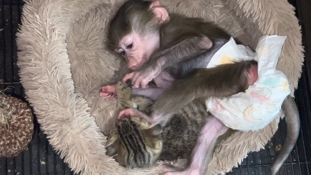 Люся отличается УМОМ и СООБРАЗИТЕЛЬНОСТЬЮ! Ай бравушки как работают уже наши РУЧКИ и НОЖКИ! смотреть онлайн