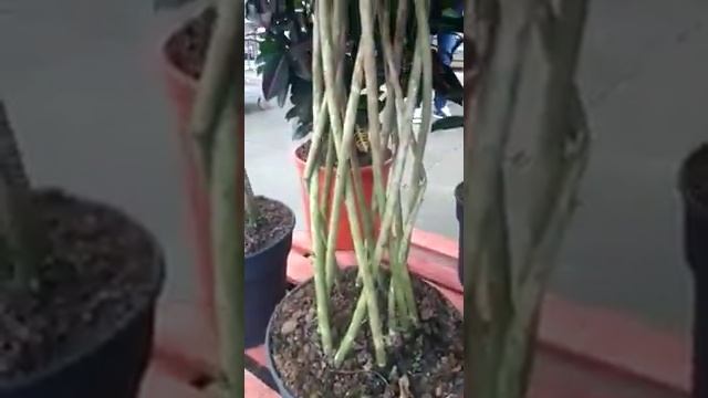 кодиеум миссис айстон решетка смотреть онлайн