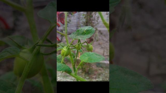 Green Tomatos смотреть онлайн