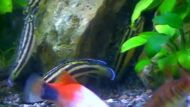 #Aquarium. Нерест при посторонних. смотреть онлайн
