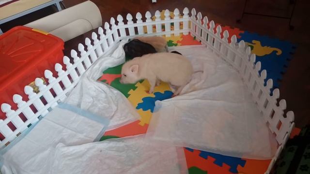 Мини-пиги в доме. 89167021108 смотреть онлайн