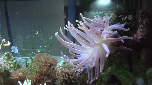Feeding Condy Anemones смотреть онлайн