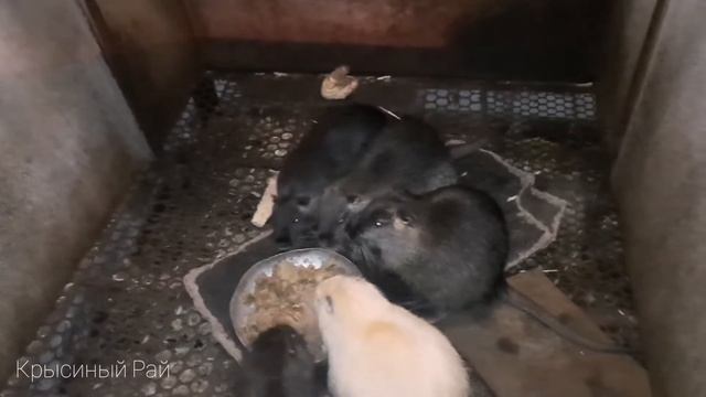Кормление нутрий \\ как и чем кормить нутрий \\ уход за нутриями смотреть онлайн