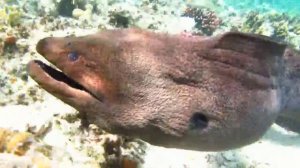 Гигантская мурена