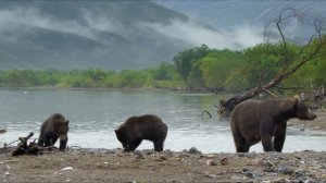 видео медведь ловит рыбу