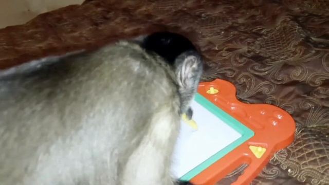 Новая игрушка для домашней обезьяны. смотреть онлайн