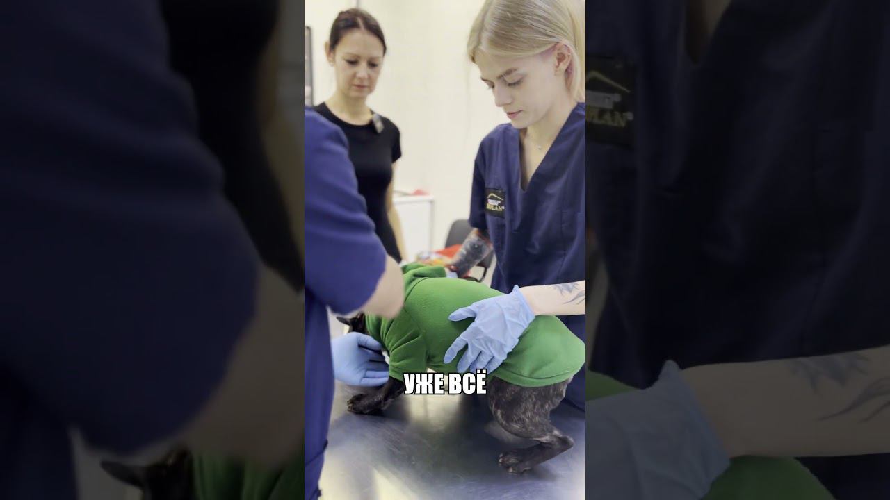 Возвращение бульдога Тимона #shorts #французскийбульдог #ветеринария #ветеринарнаяклиника #pulsvet смотреть онлайн