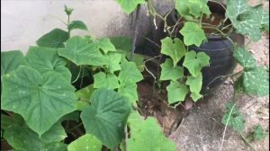 ЮЖНАЯ КОРЕЯ. ПЕРВЫЙ ОГОРОД В ГОРАХ И ОКОЛО ДОМА)))