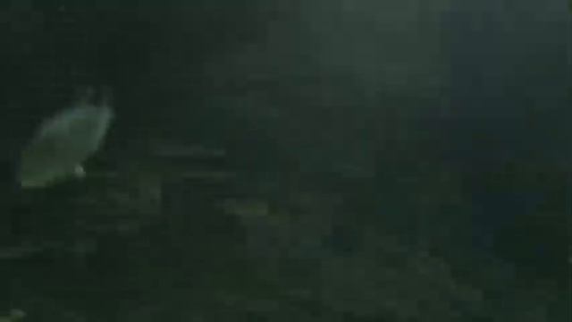 Достопримечательности Адлера