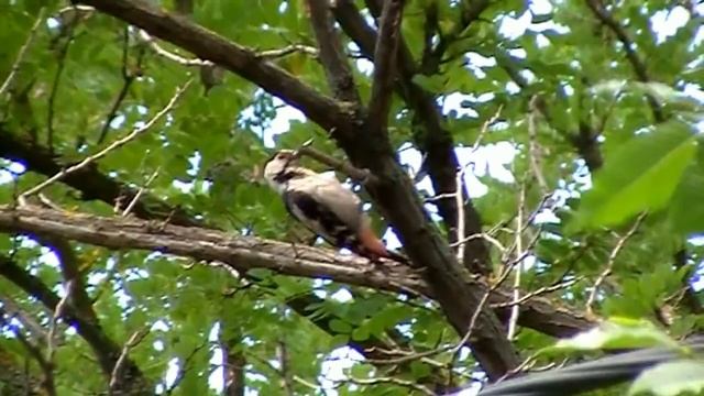 #Nature. Пёстрый дятел в городе. Woodpecker. смотреть онлайн