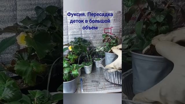 Фуксия. Пересадка в большой объем для дальнейшего развития смотреть онлайн
