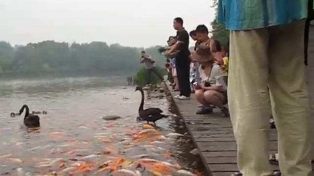 Карпы кои и черные лебеди - Koi carps & black swans смотреть онлайн