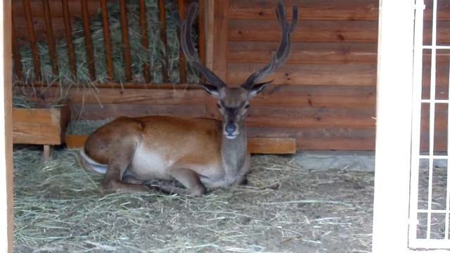 Шляхетний олень в межигір'ї смотреть онлайн