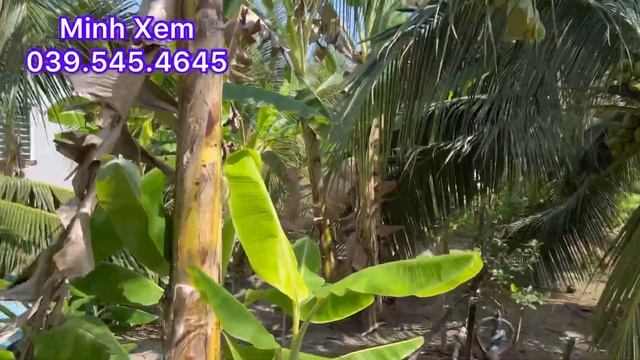 @T623 Chủ Cắt Ra Bán Đất Vườn Dừa Thuận Tiện Xây Nhà Ở Xã Thạnh Phú,Châu Thành, Tiền Giang смотреть онлайн